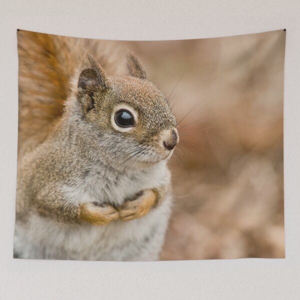 Item preview, Red Squirrel designed and sold by Michael Cummings.
