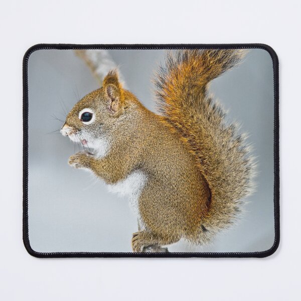 Item preview, Red Squirrel designed and sold by Michael Cummings.