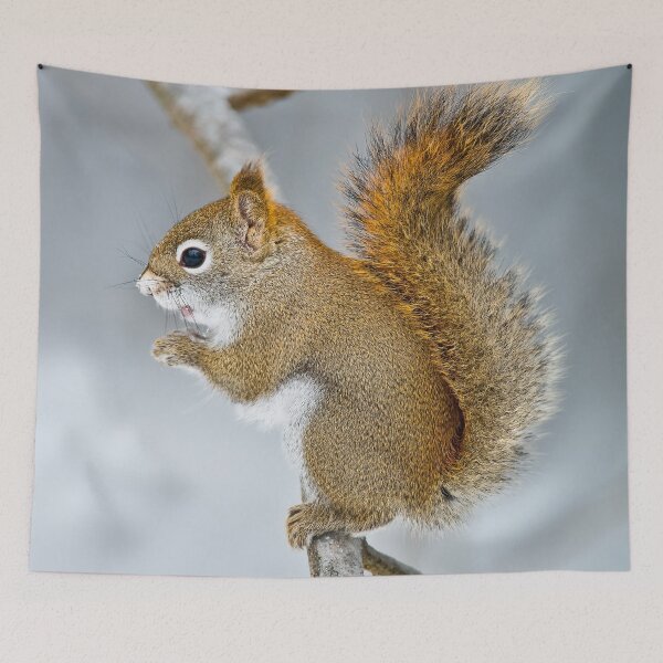 Item preview, Red Squirrel designed and sold by Michael Cummings.