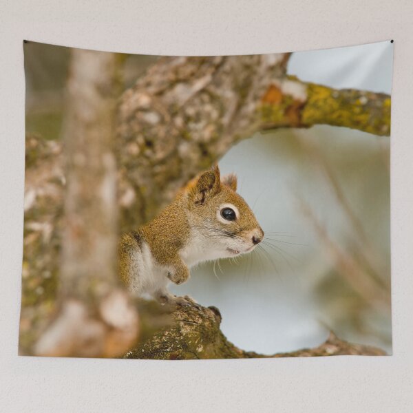 Item preview, Red Squirrel designed and sold by Michael Cummings.