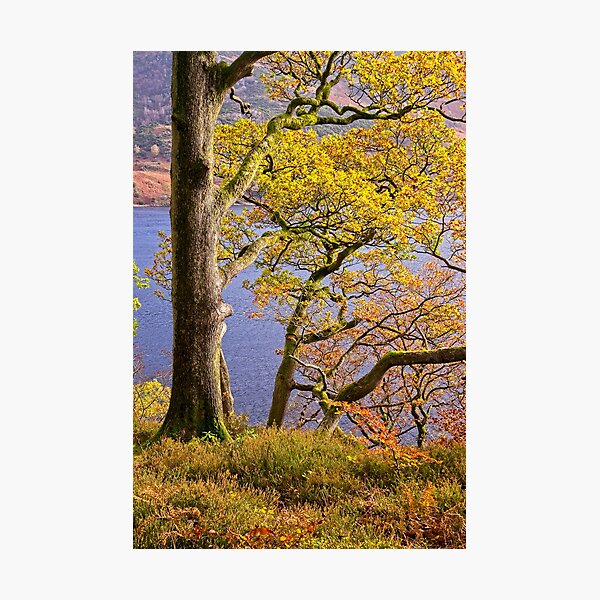 Item preview, Autumn Trees at Ullswater in the English Lake District designed and sold by Martyn R Arnold Fine Art Nature & Landscape Photography.
