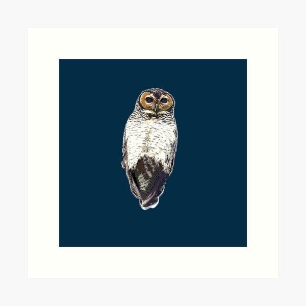 achtergrond converteerbaar Saga Spotted Owl Art Prints for Sale | Redbubble