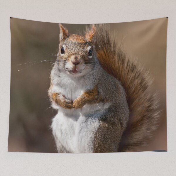 Item preview, Red Squirrel designed and sold by Michael Cummings.