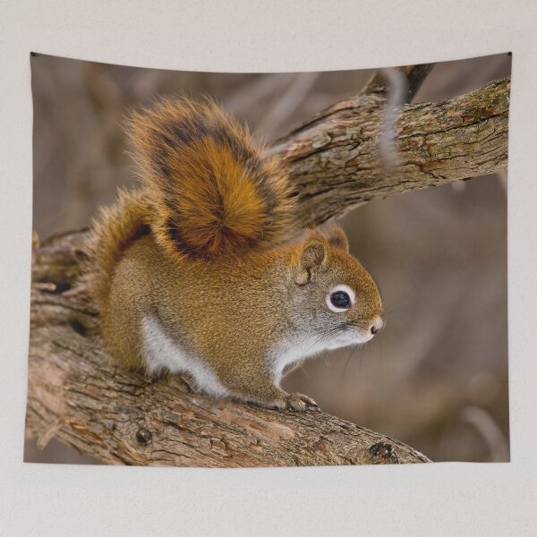 Item preview, Red Squirrel designed and sold by Michael Cummings.