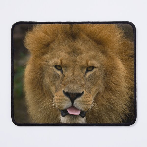 Item preview, Majestic Lion Sticking Out His Tongue designed and sold by rawshutterbug.