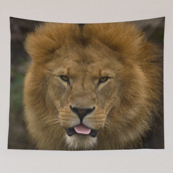 Item preview, Majestic Lion Sticking Out His Tongue designed and sold by rawshutterbug.