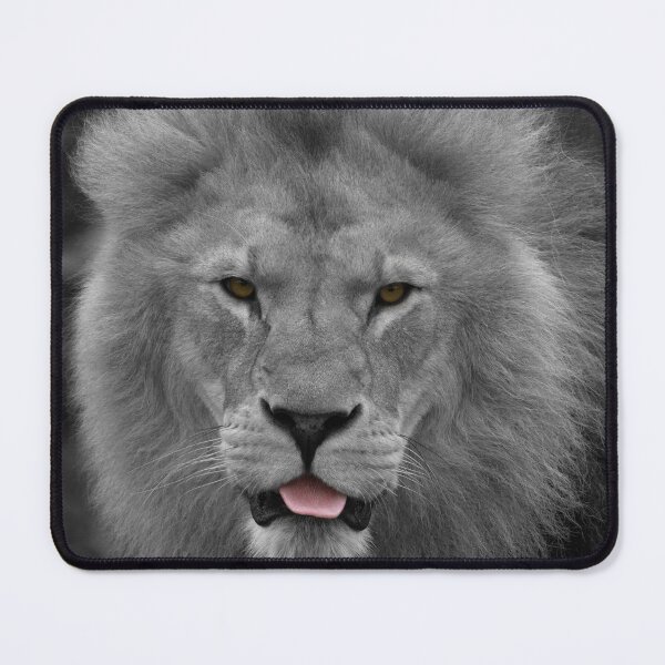 Item preview, Majestic Lion Sticking Out His Tongue Pop Colour designed and sold by rawshutterbug.