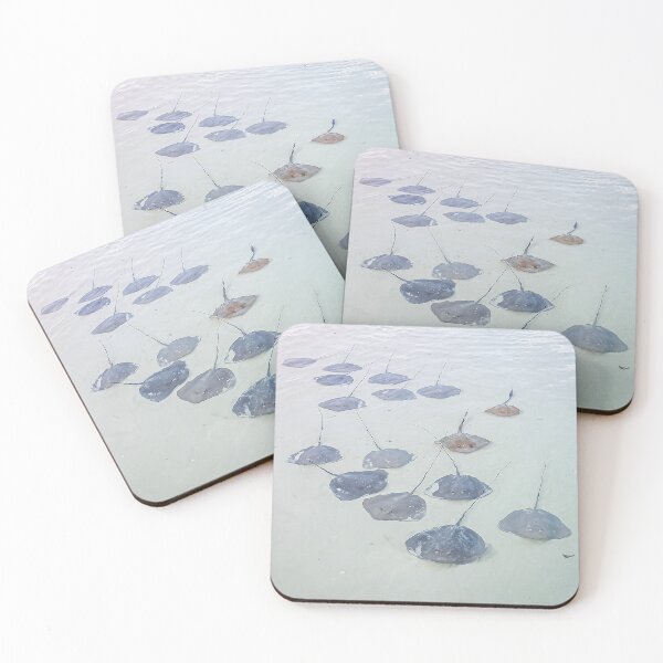 Item preview, Heron Island - Resting Rays #1 designed and sold by Sue McLeod.