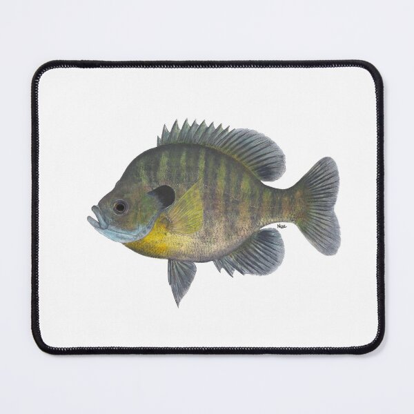 Item preview, Bluegill (Lepomis macrochirus) designed and sold by LeakyCanoeArt.