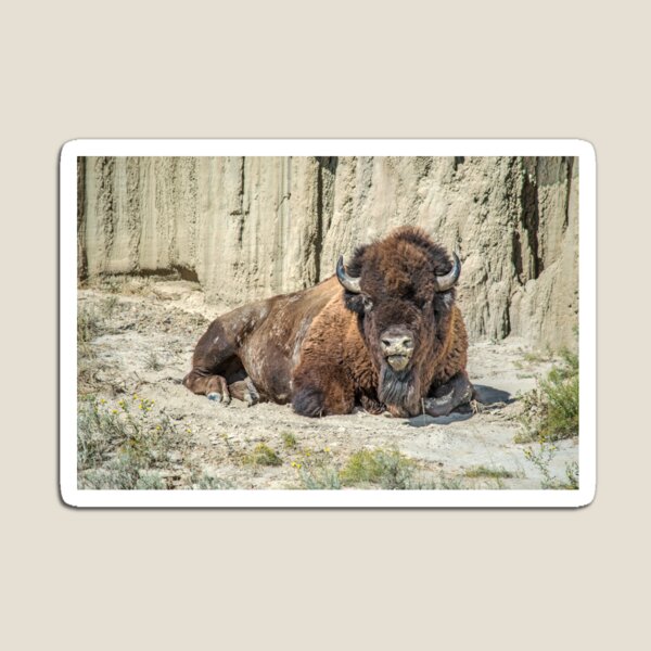 Buffalo at Theodore Roosevelt National Park Magnet