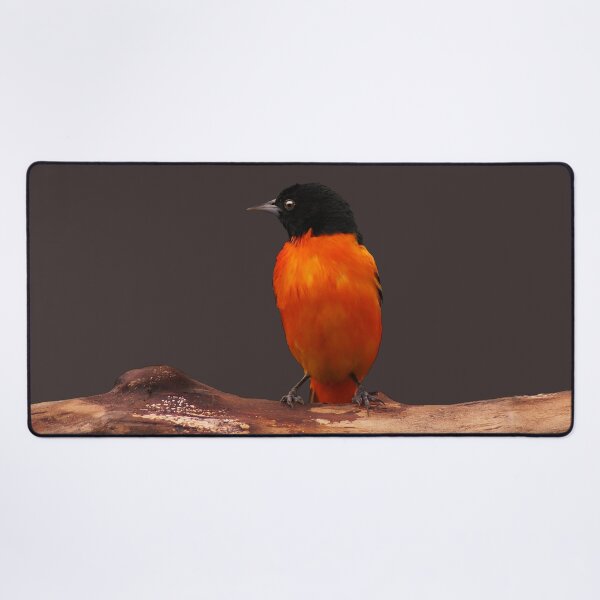 Item preview, Baltimore Oriole ~ Male designed and sold by cherylorraine.