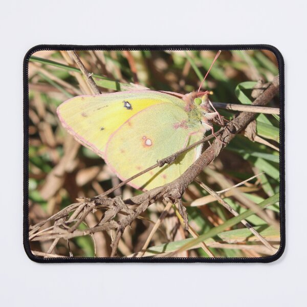 Item preview, Orange Sulphur, Alfalfa Butterfly designed and sold by Fhfarms.