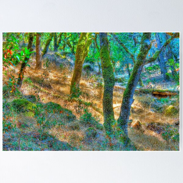 Item preview, Summer Woods, Santa Rosa, CA designed and sold by Thomas Barber.