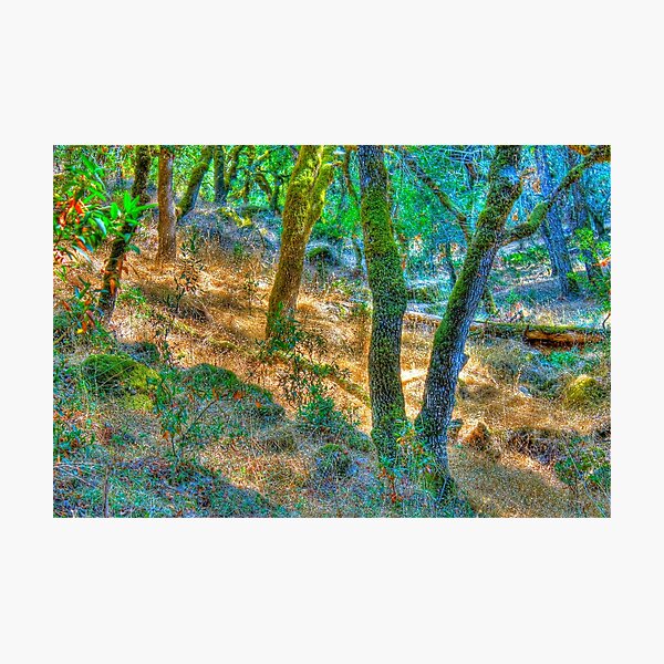 Item preview, Summer Woods, Santa Rosa, CA designed and sold by Thomas Barber.