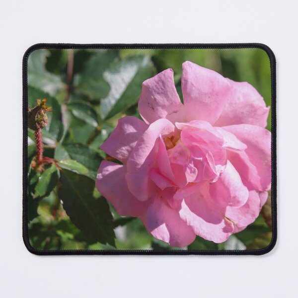 Item preview, Pink Rose, Beautiful Imperfections designed and sold by Fhfarms.