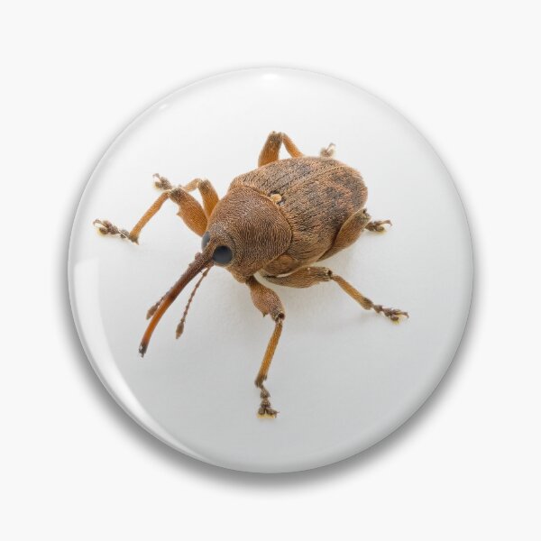 Item preview, Curculio glandium (gland weevil) designed and sold by Graham Prentice.