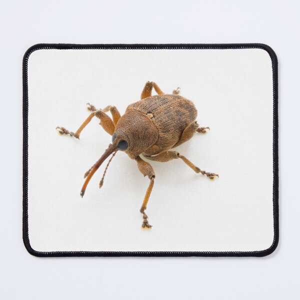 Item preview, Curculio glandium (gland weevil) designed and sold by Graham Prentice.
