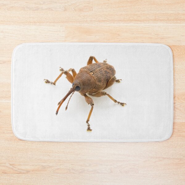Item preview, Curculio glandium (gland weevil) designed and sold by Graham Prentice.