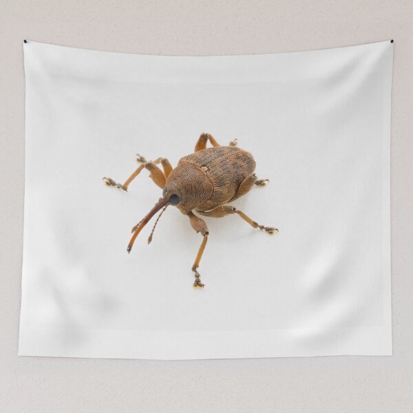 Item preview, Curculio glandium (gland weevil) designed and sold by Graham Prentice.