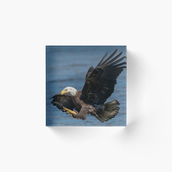 Item preview, Bald eagle diving into water.  designed and sold by Rinoxxx.
