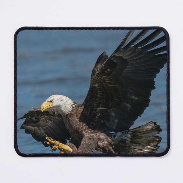 Item preview, Bald eagle diving into water.  designed and sold by Rinoxxx.