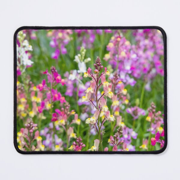 Item preview,  Linaria maroccana, Linaria 'Northern Lights'  designed and sold by Graham Prentice.