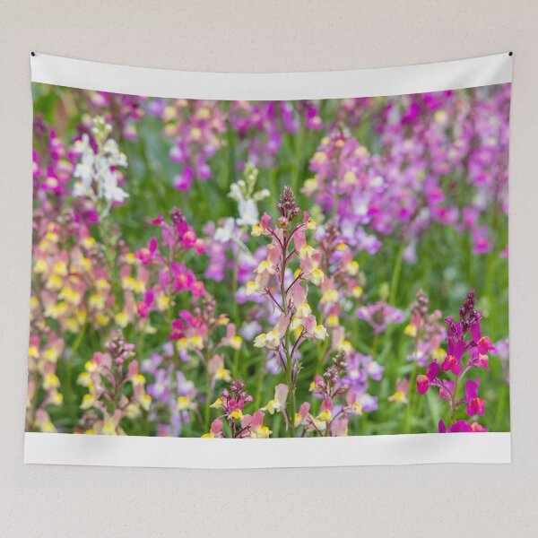 Item preview, Linaria maroccana, Linaria 'Northern Lights' designed and sold by Graham Prentice.