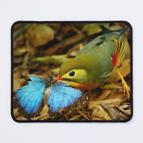 Item preview, Peking Robin catches a Blue Morpho Butterfly designed and sold by PaulKPhoto.