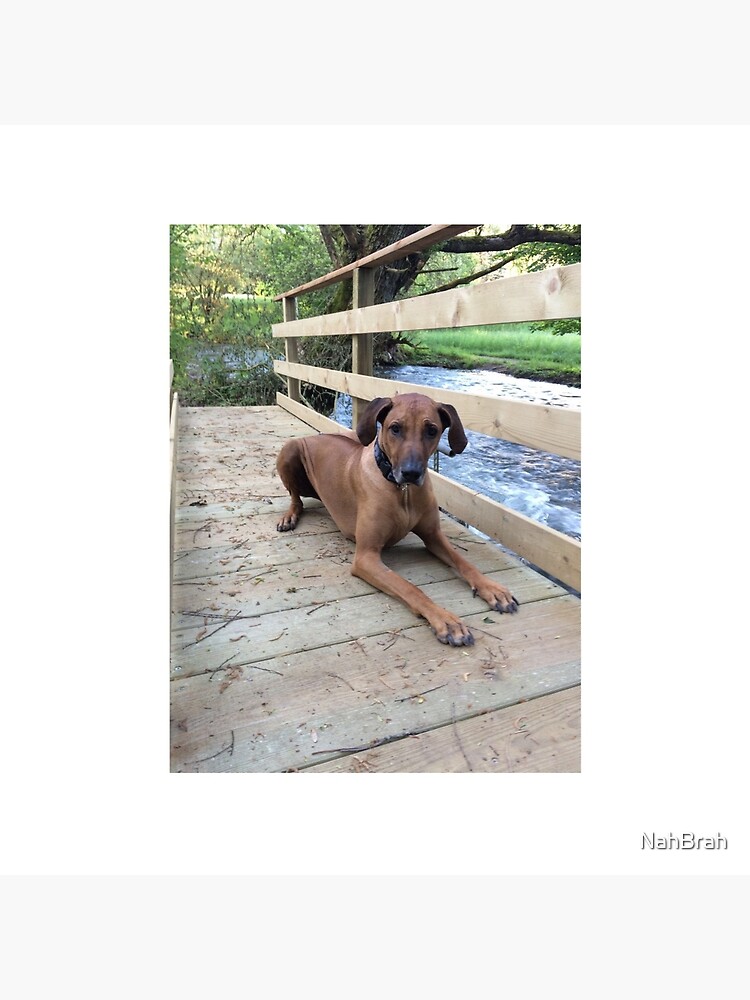 rhodesian ridgeback pillow