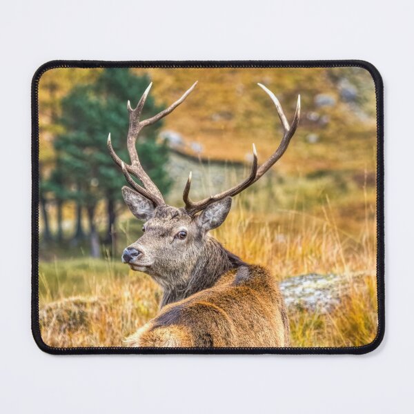 Item preview, Red Deer Stag in Autumn designed and sold by derekbeattie.