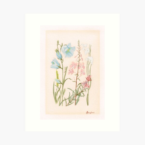 Alpine Flowers 001 by Harold Langford (1907-1993) Art Print