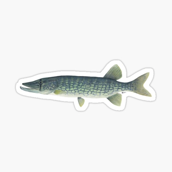 Chain Pickerel Fish Silhouette (Black) Sticker for Sale by SandpiperDesign