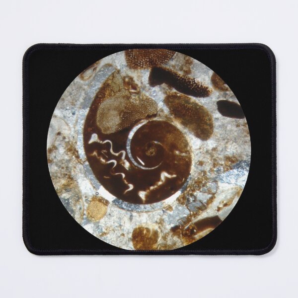 Item preview, Fossil Shell in Thin Section  designed and sold by Ane Slabic.