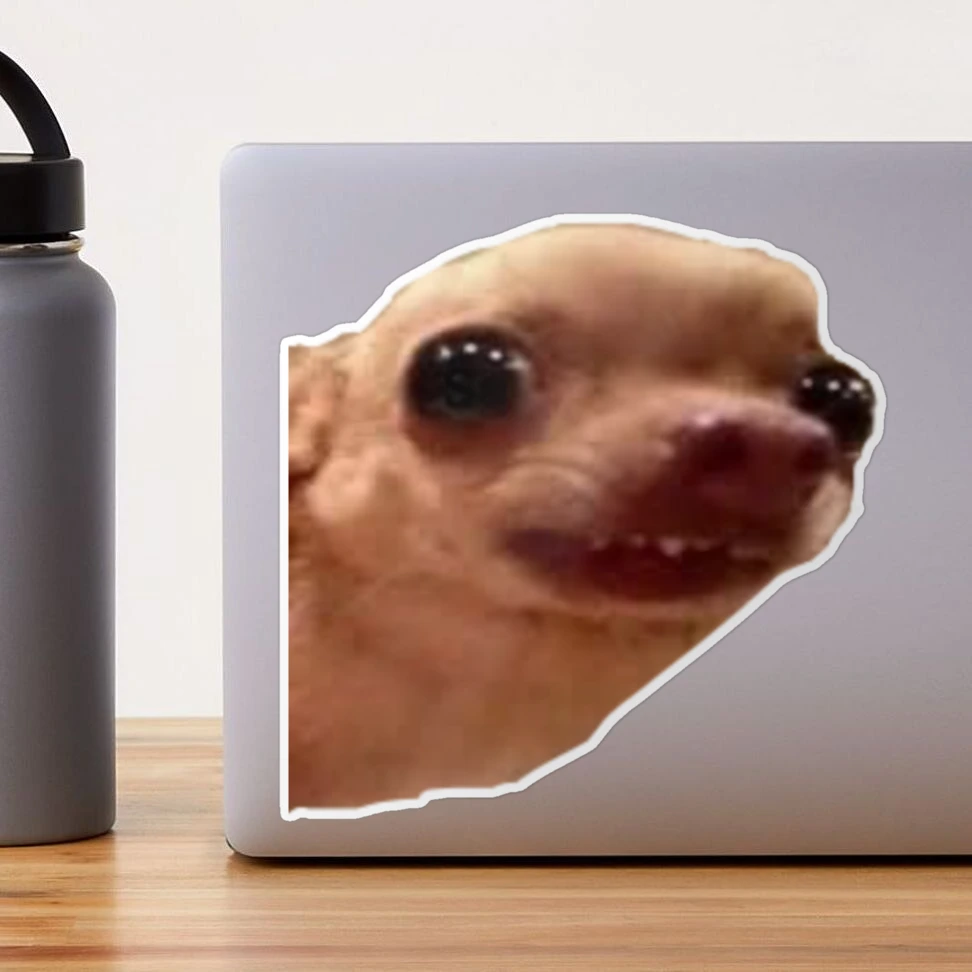 Dog Pictures Chihuahua Two Ugly Dogs 