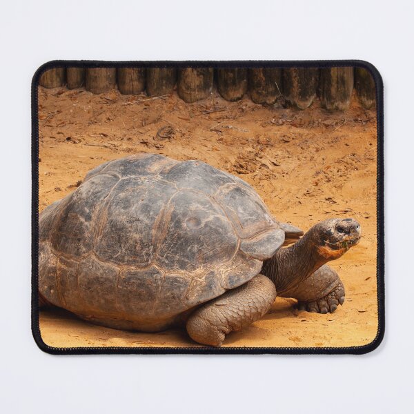 Item preview, Large Turtle strolling along designed and sold by Ruth Curtis.