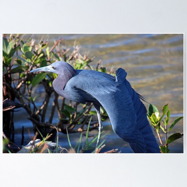 Item preview, Little Blue Heron Sunbathing designed and sold by Michiale.