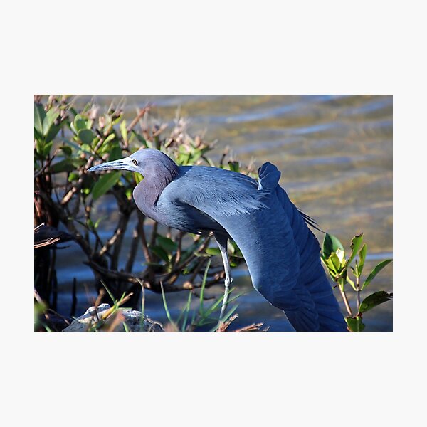Item preview, Little Blue Heron Sunbathing designed and sold by Michiale.