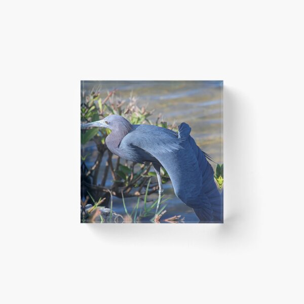 Item preview, Little Blue Heron Sunbathing designed and sold by Michiale.