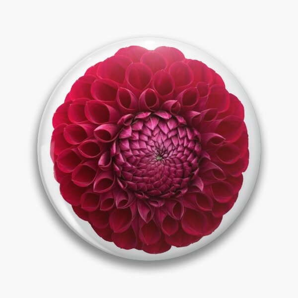 Item preview, Red Dahlia Flower Still Life Floral Photography designed and sold by CottoVerdi.