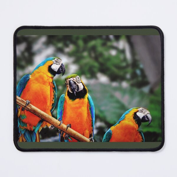 Item preview, Trio Parrots  designed and sold by Savannah Gibbs.