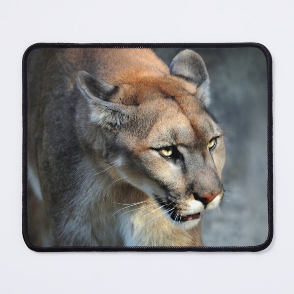 Item preview, Intense Cougar designed and sold by Savannah Gibbs.