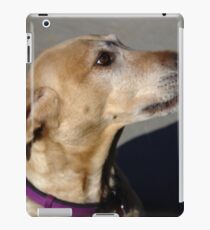 Labrador Retriever iPad Case/Skin