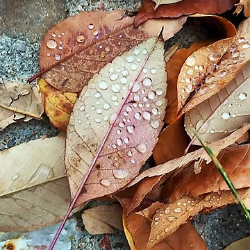Artwork thumbnail, Fall by Holly Werner