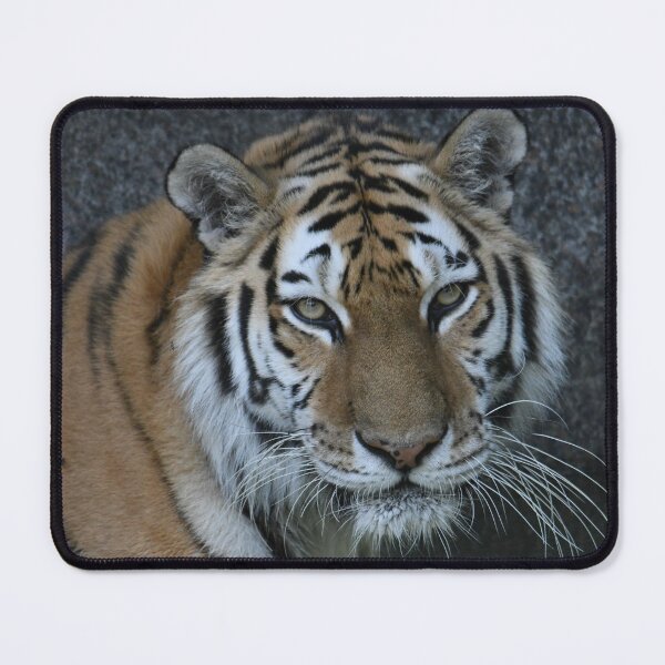 Item preview, Tiger Portrait designed and sold by Kim Pruim.