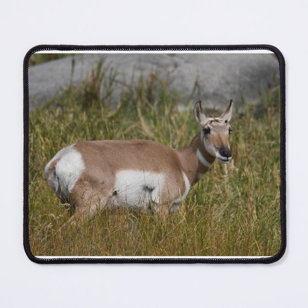 Item preview, Pronghorn designed and sold by Kim Pruim.