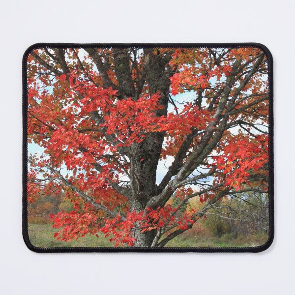 Item preview, Red fall maple tree burning leaves and tree trunk designed and sold by naturematters.