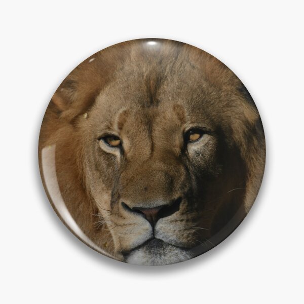 Item preview, African Lion Golden Hour designed and sold by Kim Pruim.