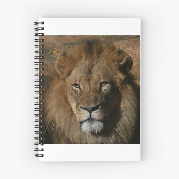 Item preview, African Lion Golden Hour designed and sold by Kim Pruim.