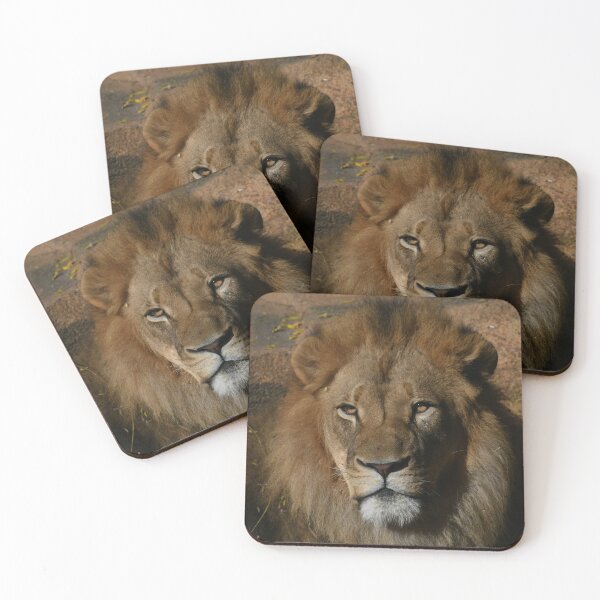 Item preview, African Lion Golden Hour designed and sold by Kim Pruim.