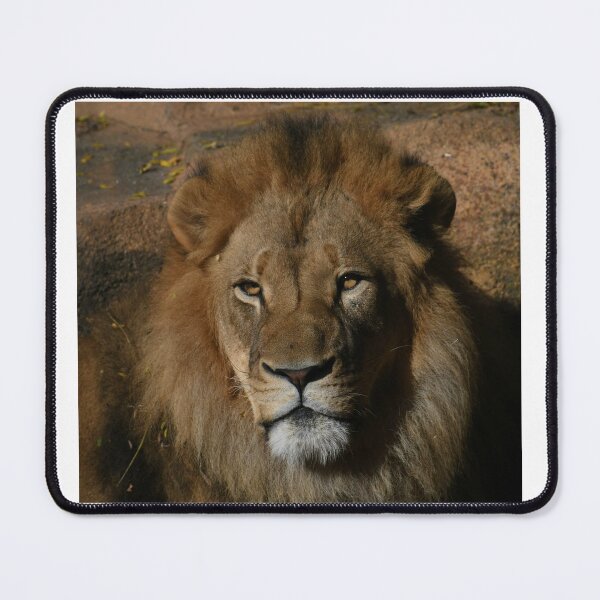 Item preview, African Lion Golden Hour designed and sold by Kim Pruim.